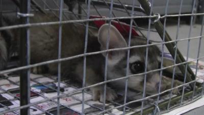 Barky the Ringtail Cat Release From Jail