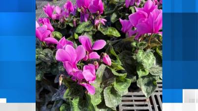 Gardening Tips