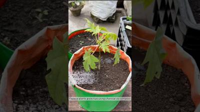 Papaya plant grow tips using charcoal as compost gardening papaya growyourownfood shorts