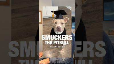 Smuckers the Pitbull  Acoustic Version Puppy Songs