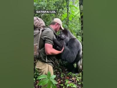 The gorilla wants his son back