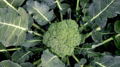 10 Gardening Tips For Growing Spinach And Broccoli Together
