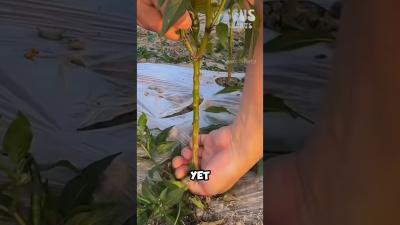 3 Easy Steps to Plant Chili Peppers