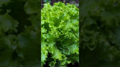 Beginner Friendly Effortless Lettuce Sowing