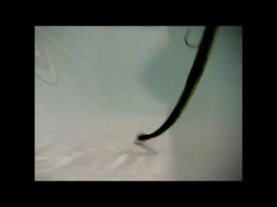Black Flagg GGrande Worm and BF Fnss Flipping Stand Up