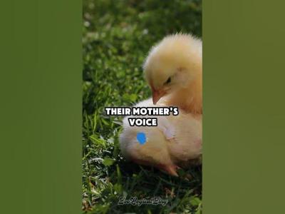 Chicks remember their mother inside the egg wildlife nature amazing