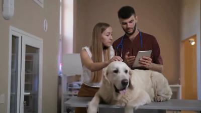 Hey Hooman... My Feelings Matter Too Understanding Dog Stress  Anxiety