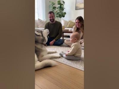 Husky Having a Deep Conversation with a Baby  