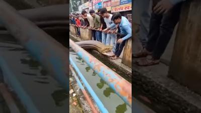 Indian Street Horror  Giant Snake Emerges From Nala  Attacks snake giantanimal