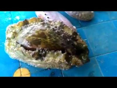 Kerang Mata Tujuh  abalon  From Banggai Indonesia.
