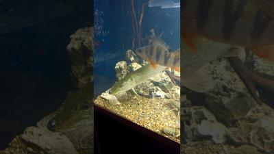 Речной аквариум биотоп со щукой аквариумистика aquarium щука