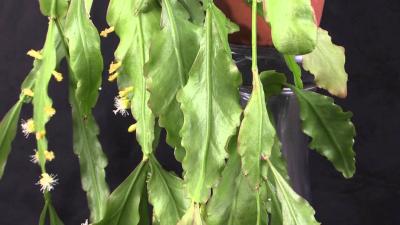 Rhipsalis crispata  Korallenkaktus Mistletoe Cactus