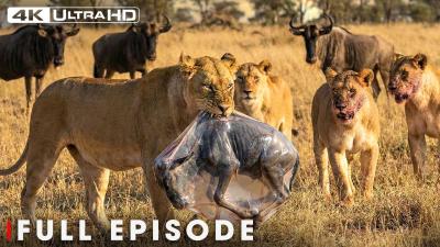 The Surviving the Deadly Predators Full Episode  Nature Animal Documentary