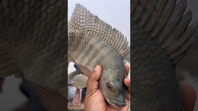  This Fisherman Caught a Fish That Went Viral viralvideo viral shorts trending fish fishing