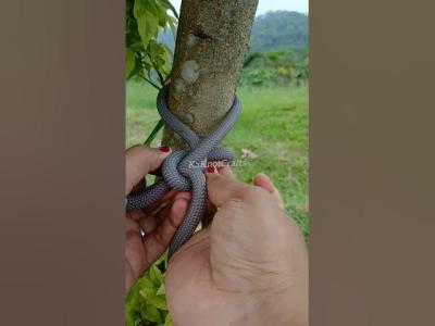 tips and tricks  easyknot knottying tricks handmade camping tutorial