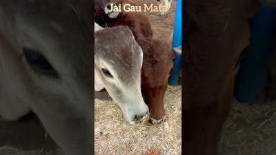 Jai gau mata cow trending viral foryou gaumata bhagwan devi ytshorts viralvideo