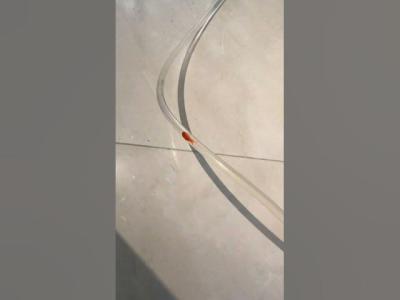 Little Goldfish Tunnel Adventure Sharing from Fish Friends koi aquarium fish freshwater