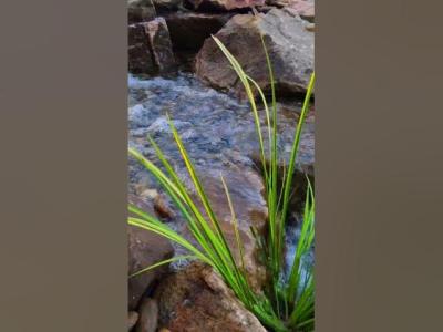 New Pond Build Video Drops TOMORROW at 10AM  Patio Pond Transformation in Concord NC pond