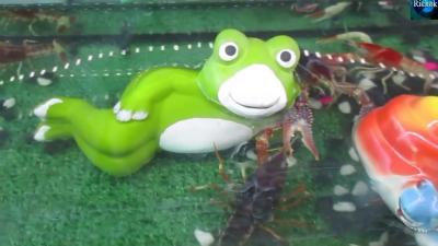 กงโกสผสมพนธ ปลากด เตาญปน ปเสฉวน อปกรณตปลา  Pet shop