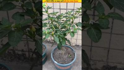   Topping or side dish in chili know the truth mirchi gardeningideas plantcare