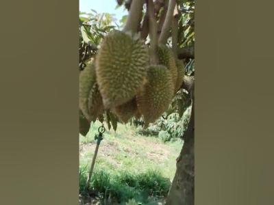 80smusic rock music karaoke classicrock nature honeybeesting viralsong fruit honeybird