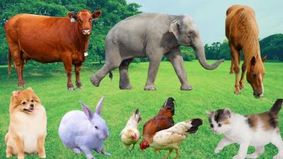 Cute Farm Animal Sounds Pig Cow Dog Cat Rabbit Horse Sheep DuckAnimal Discovery