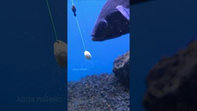 How Fish Eat Fishing Bait shorts fishing