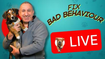 How To Fix A Dogs Bad Behaviour _ Live QA Session