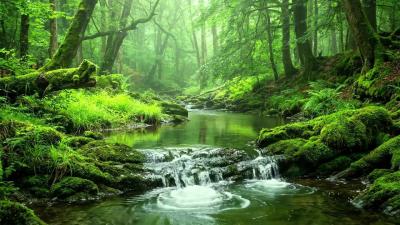 Nature Ambience for Sleep Mountain Stream and Birds Singing Ten Hours of Calm Relaxing ASMR