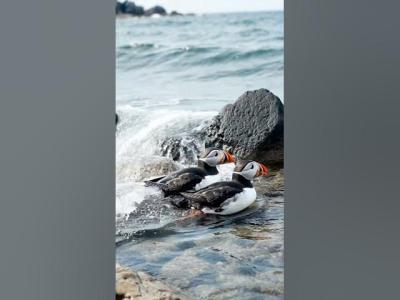 Pelican and Puffin Birds Swimming Relaxing Nature Video  Ocean Waves Sound for Sleep 