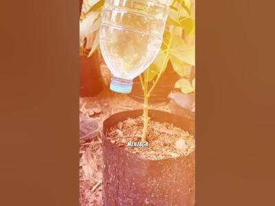 Penyiraman Otomatis pertanian penyiramantetes gardening tipsberkebun trikpintar fyi