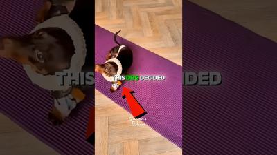 This Dog Tried Yoga After Watching TV 