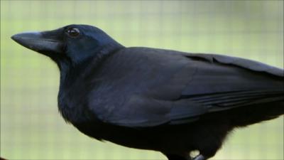Are Crows the Ultimate Problem Solvers  Inside the Animal Mind  BBC Earth