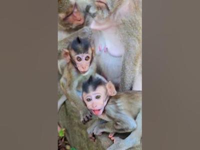 Beautiful Mom  baby Beautiful Animals Relaxing  Stress Relief