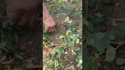 Blood Purifier  Body Detox Soup  மககரடட கர சப சயவத எபபட trending tamil food