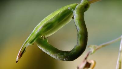 Caterpillars Feeding on Exploding Seed Pods  BBC Earth