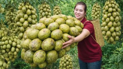 Harvesting Giant June Plums  Farm to Market  Traditional Home Cooking