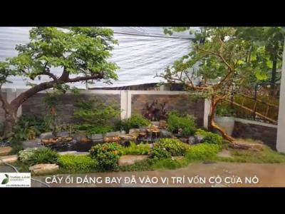  KOI.66HỒ CÁ KOI ĐẸP Hồ cá Koi biệt thự sân vườn Tây Hồ Tây sau 2 thángHồ cá Koi TungLam Garden