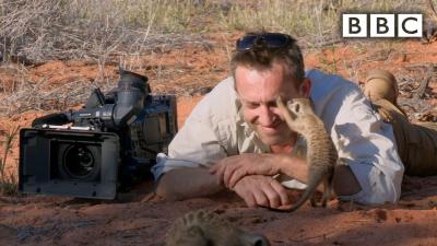 Magic meerkat moments  BBC