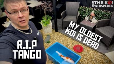 MY KOI IS DEAD  Was it my fault