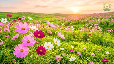 No ADS  MORNING RELAXING MUSIC  Euphoric Relaxing Music for Positive Energy  Stress Relief
