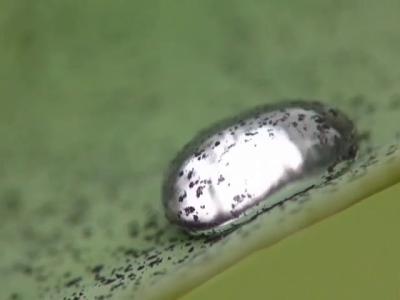 Pintura ecológica autolimpiable Lotusan