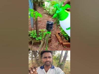  வடடலய சலபமக சட ஒடட சயயம டரக plantgrafting gardeningtips homewithplants