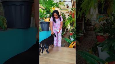 plastic bottle planter diy  garden diy gardeningtips gardening