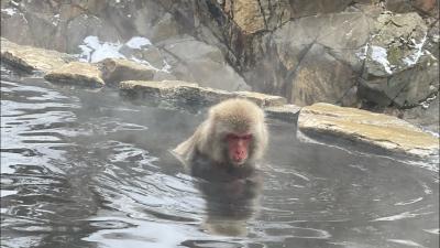 Snow monkey