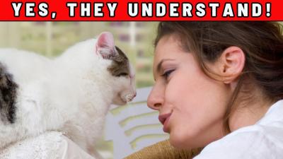 The RIGHT Way to Talk to Your Cat  Yes They Understand