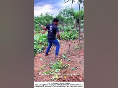 The Staff of Life Harvesting Cassava with a Machete 