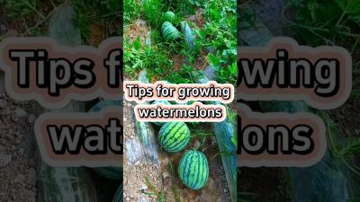 Tips For growing Watermelon garden tidyingup gardeningtips gardening pepperspray farming