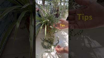  Useful Gardening Tipsshortsplantsbalconygardentipsandtrickshome