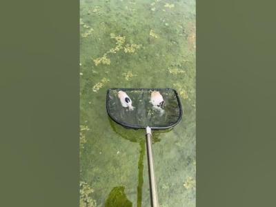 Another two cows RANCHU Do you like any koi fishkeepinghobby fish
